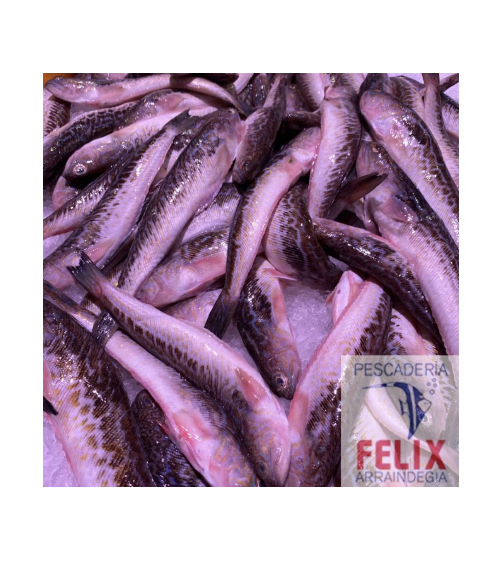 Pez Araña Sabirones