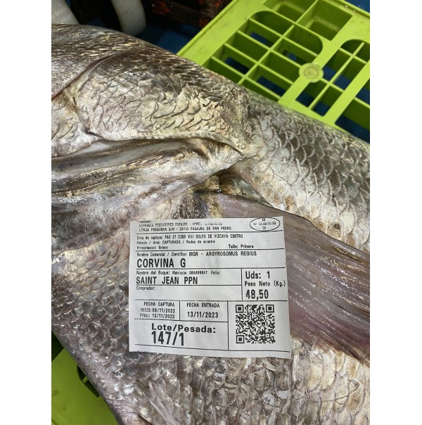 Corvina/Andeja Gigante